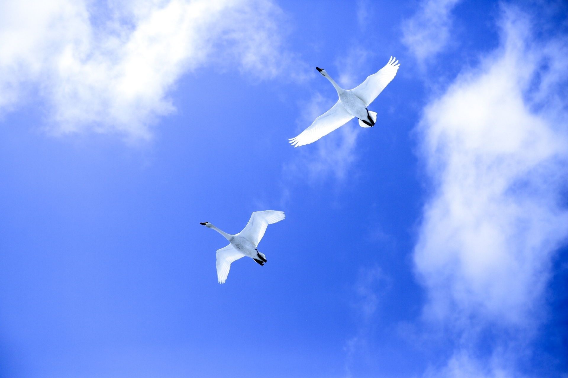 空を飛ぶ白鳥2羽.jpg